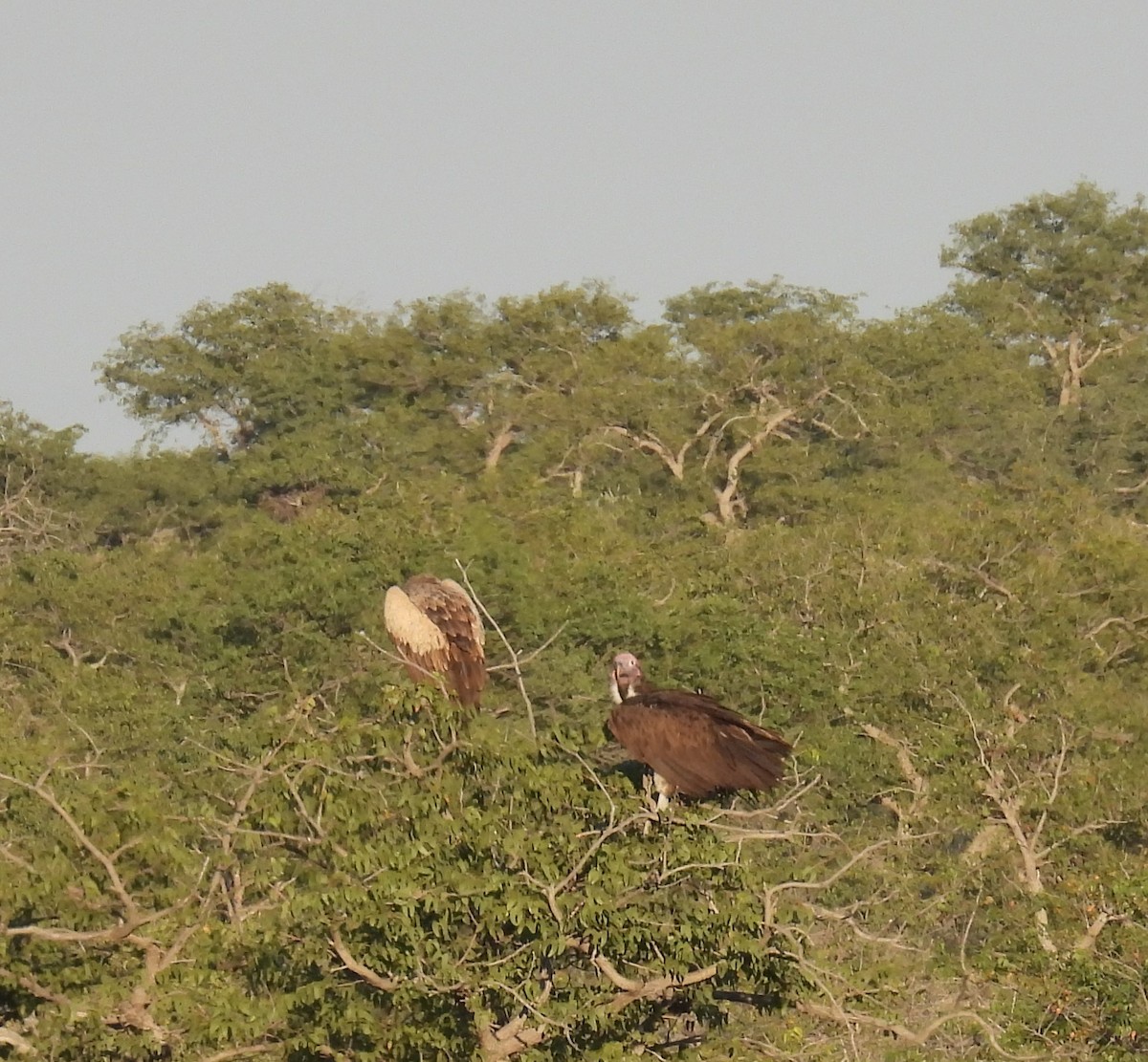 White-backed Vulture - ML620152440