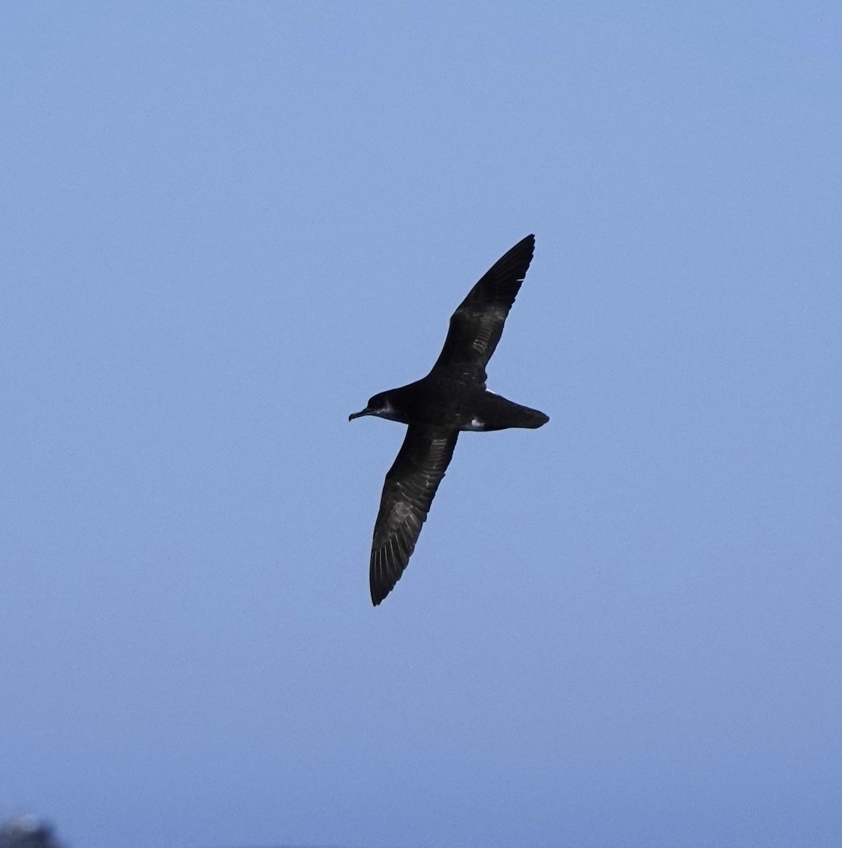 Manx Shearwater - ML620152449