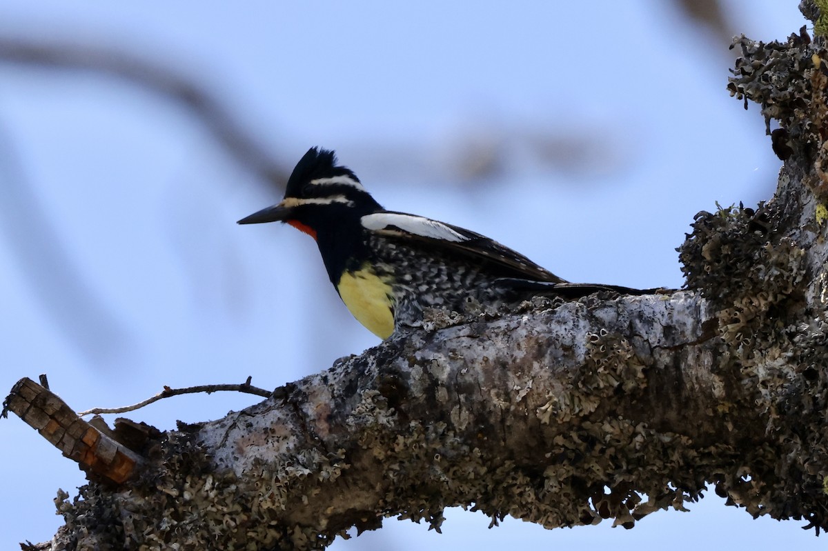 Williamson's Sapsucker - ML620152452