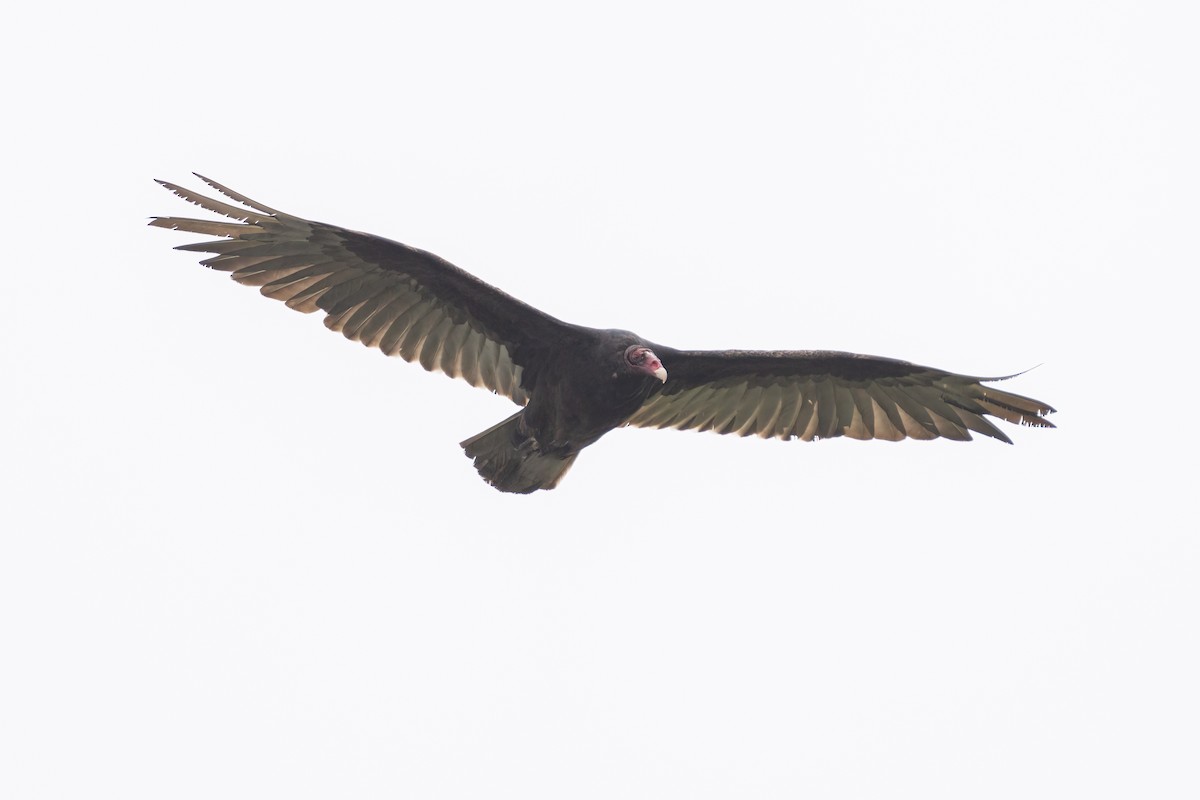 Turkey Vulture - ML620152455