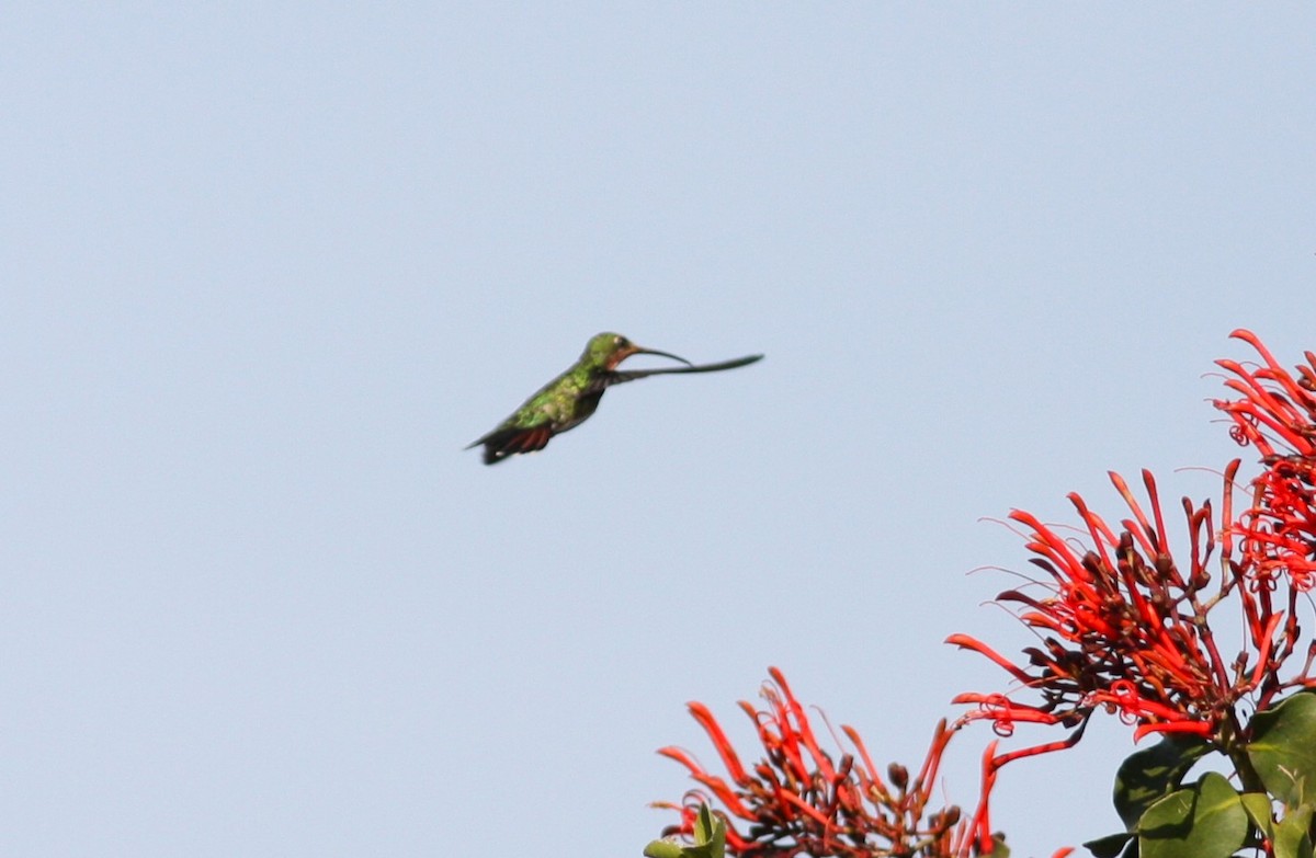 kolibřík lesklý - ML620152464