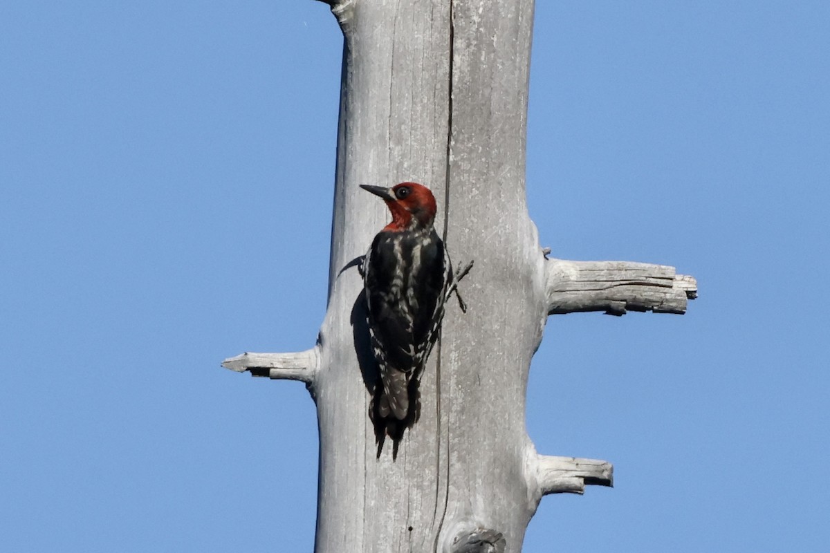 Red-breasted Sapsucker - ML620152478