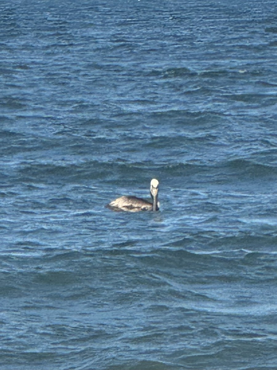 pelikán hnědý - ML620152481