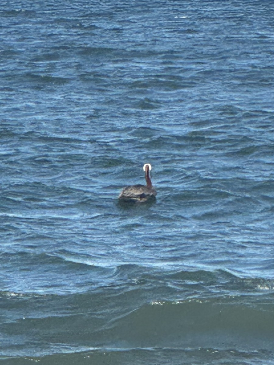 pelikán hnědý - ML620152482