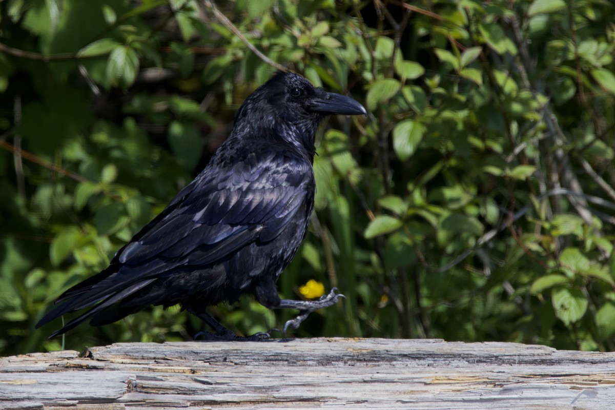 Common Raven - ML620152484