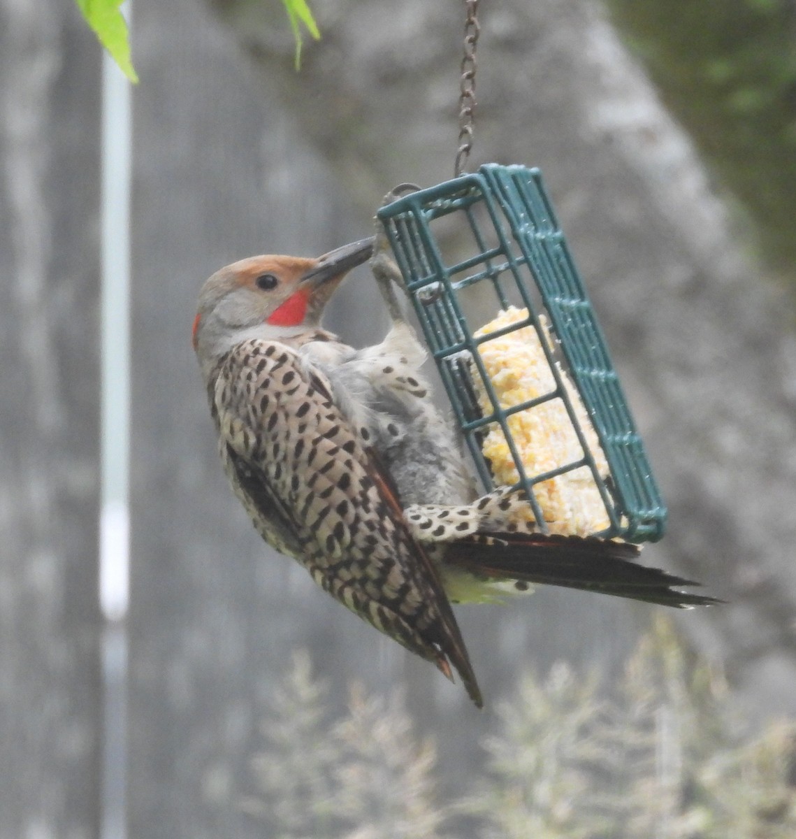 Northern Flicker (Yellow-shafted x Red-shafted) - ML620152493