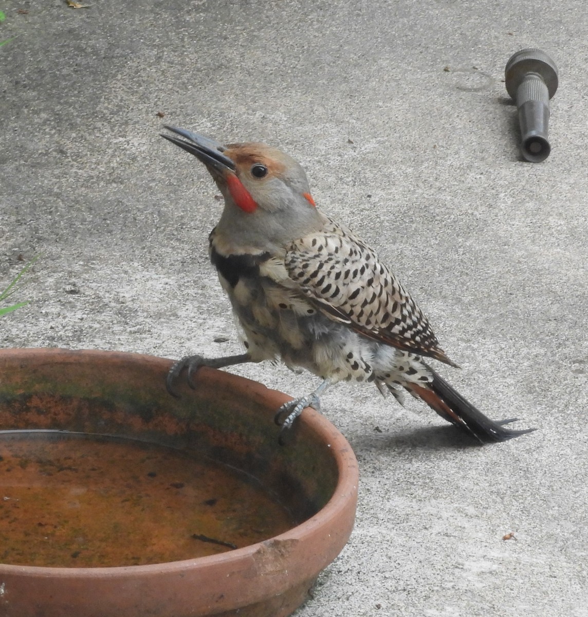 Northern Flicker (Yellow-shafted x Red-shafted) - ML620152494