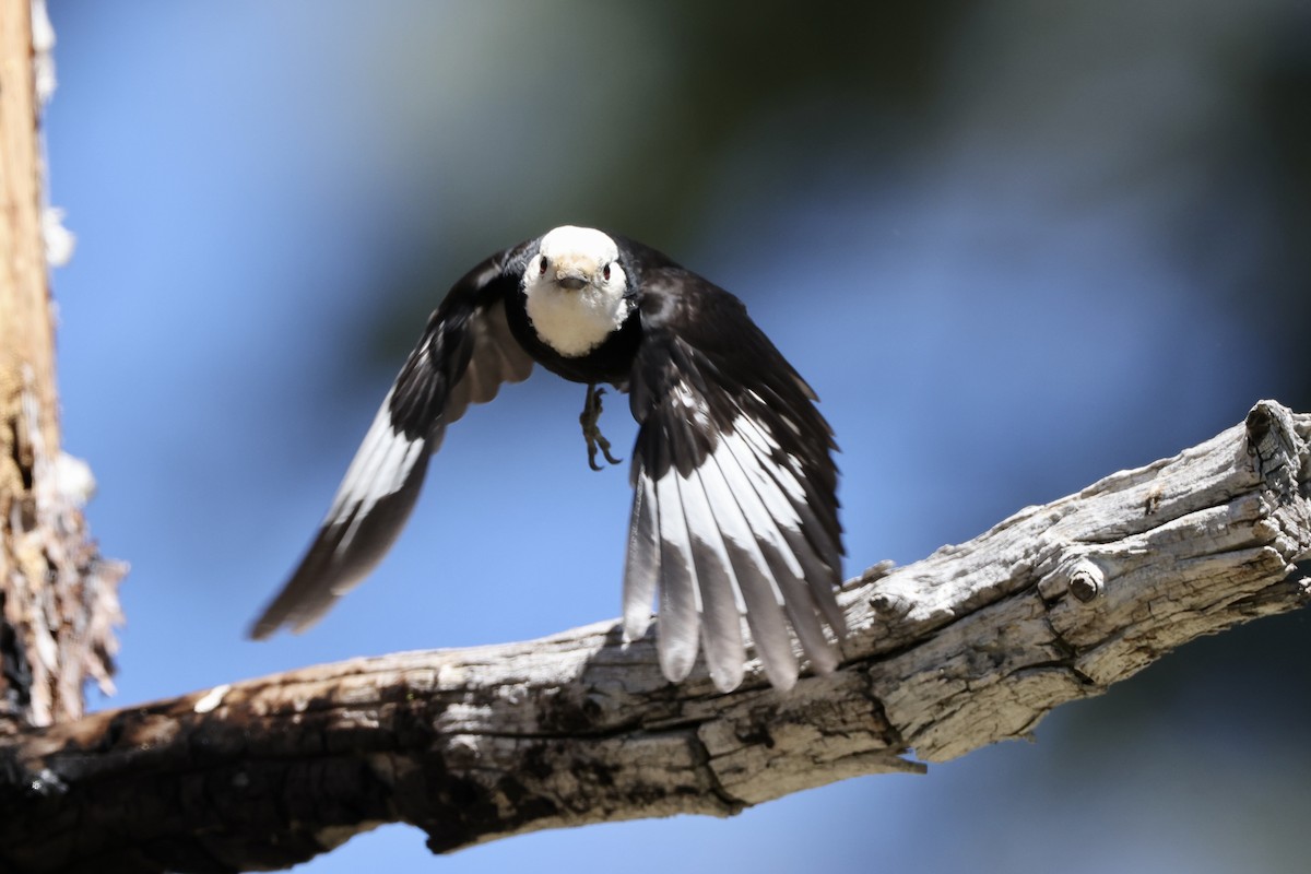 White-headed Woodpecker - ML620152495