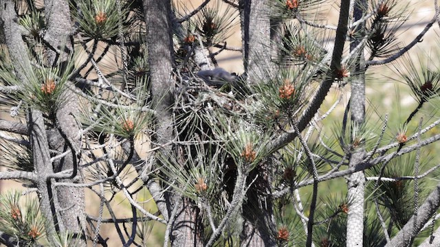 Red-shouldered Hawk (elegans) - ML620152504