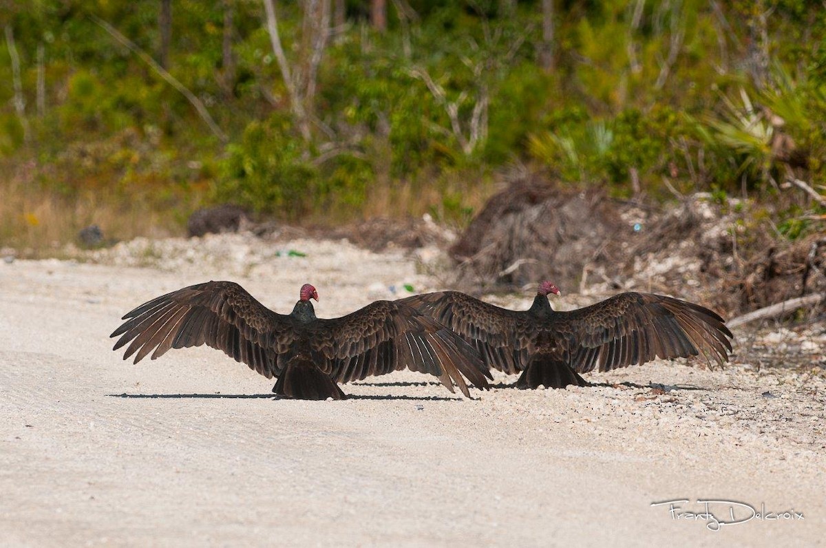 Turkey Vulture - ML62015251