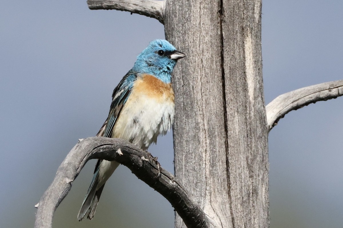 Lazuli Bunting - ML620152514