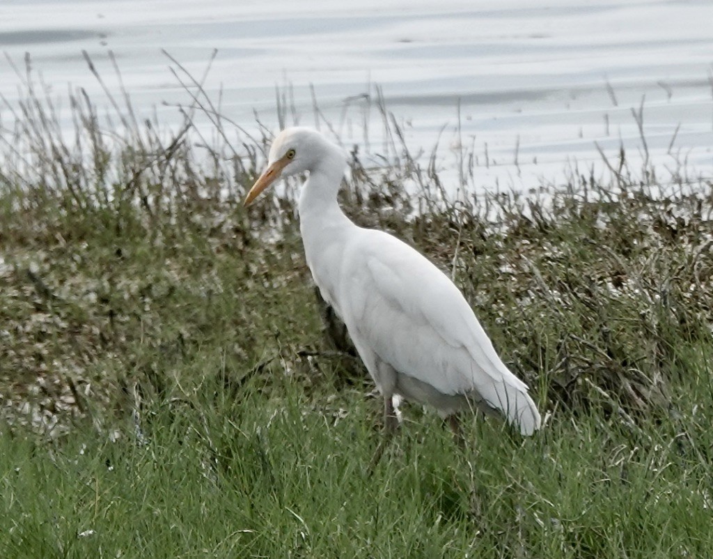 Western Cattle Egret - ML620152515