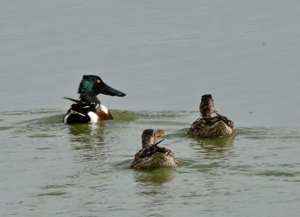 Northern Shoveler - ML620152521