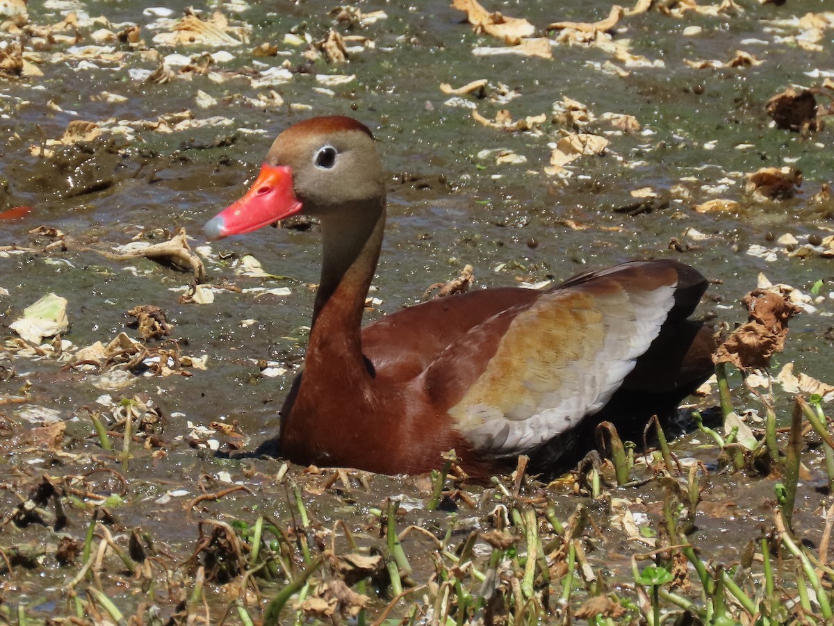 Black-bellied Whistling-Duck - ML620152530