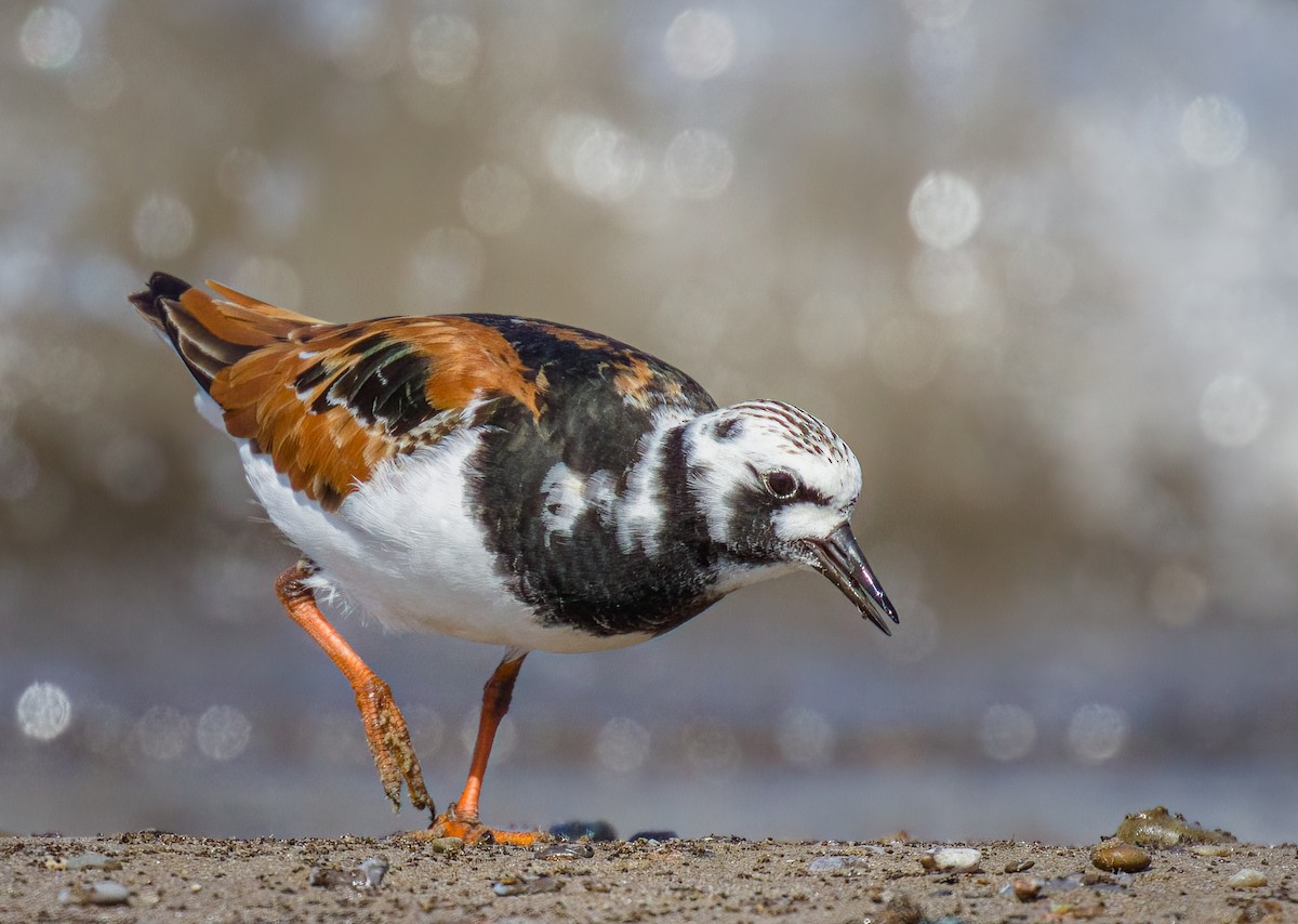 Ruddy Turnstone - ML620152533