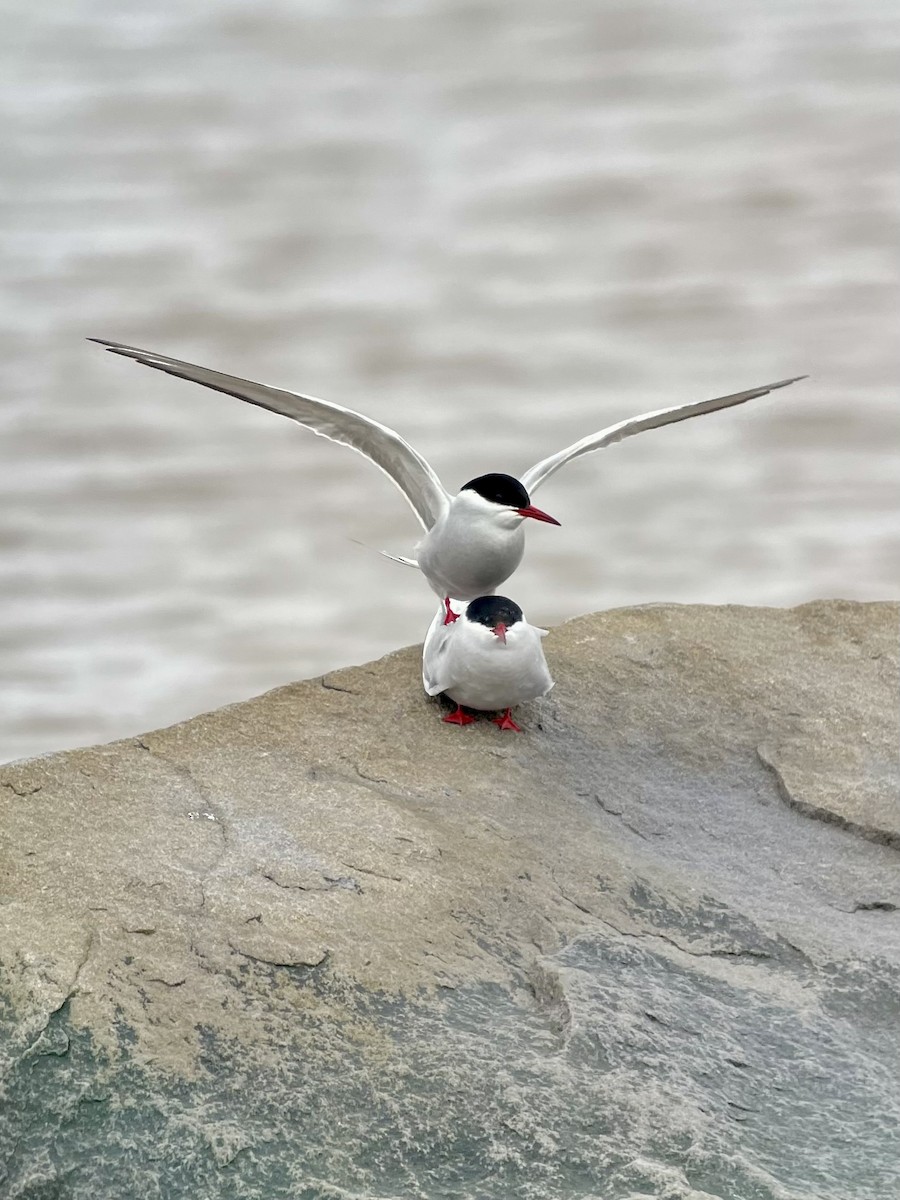 Arctic Tern - ML620152537