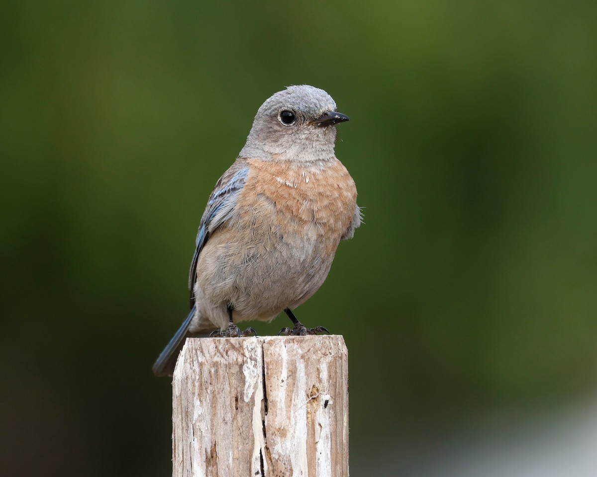 Western Bluebird - ML620152545