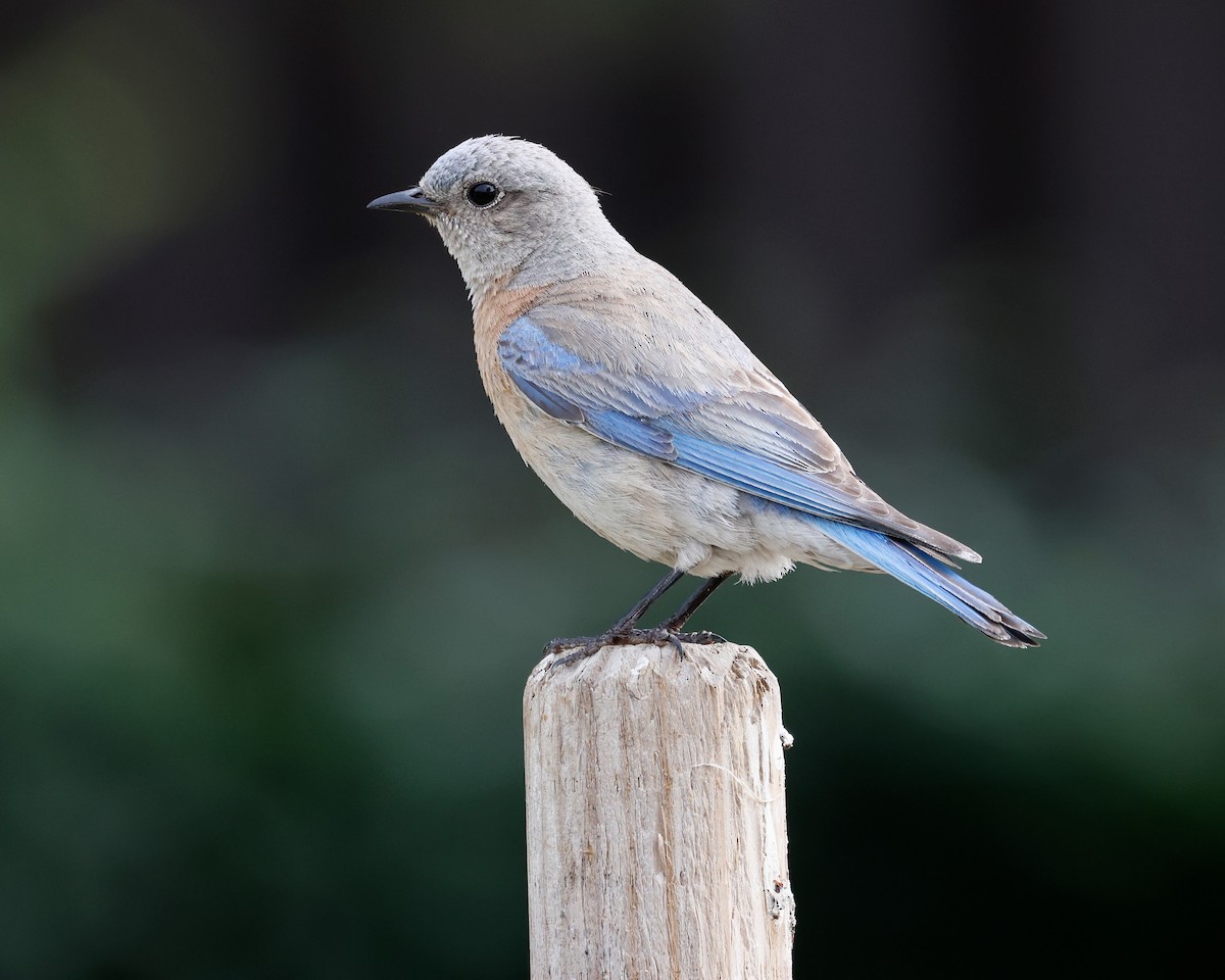 Western Bluebird - ML620152546