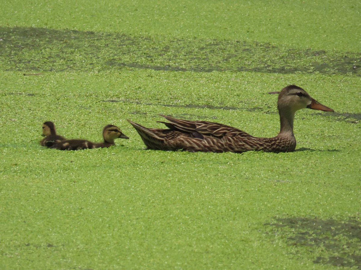 Mallard/Mottled Duck - ML620152552