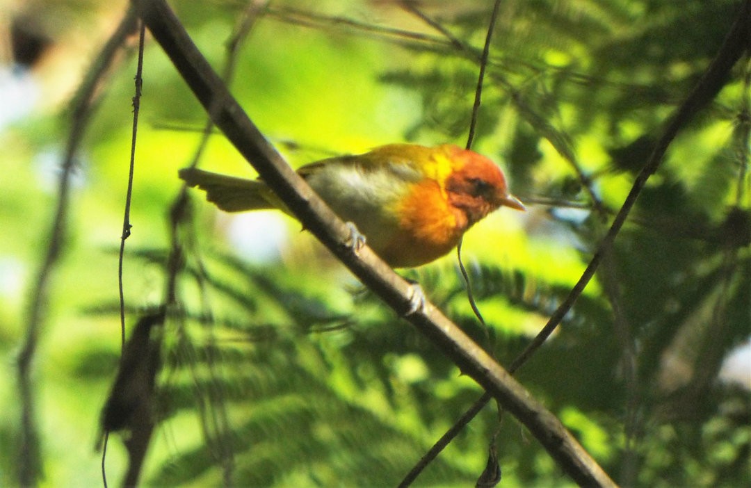 Rufous-headed Tanager - ML620152558