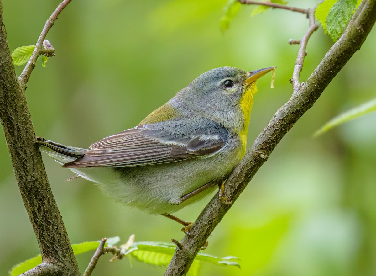 Northern Parula - ML620152561