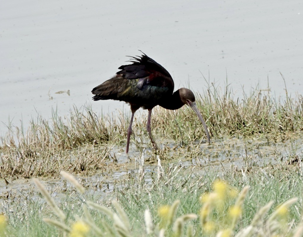 ibis americký - ML620152570