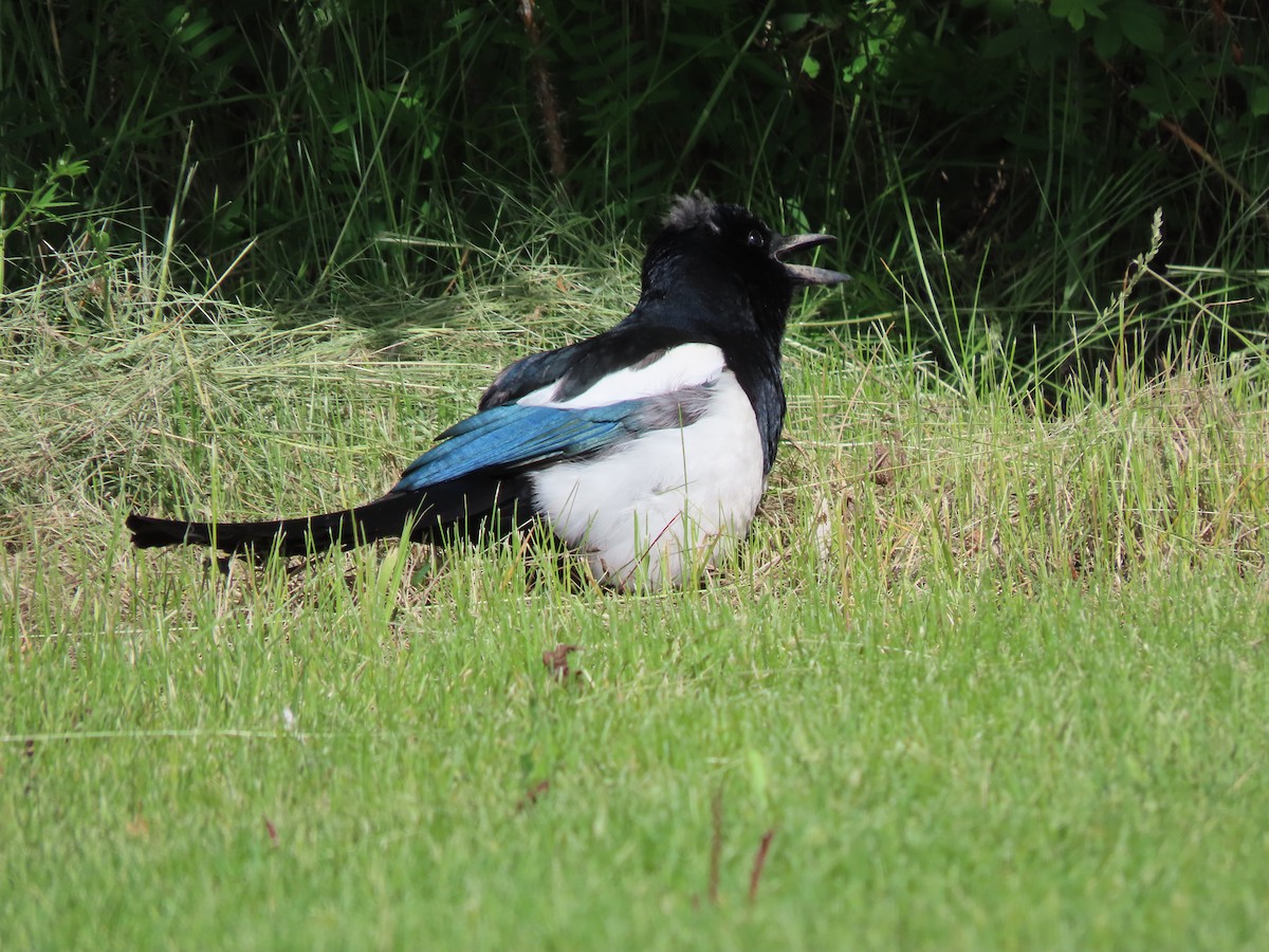 Black-billed Magpie - ML620152571