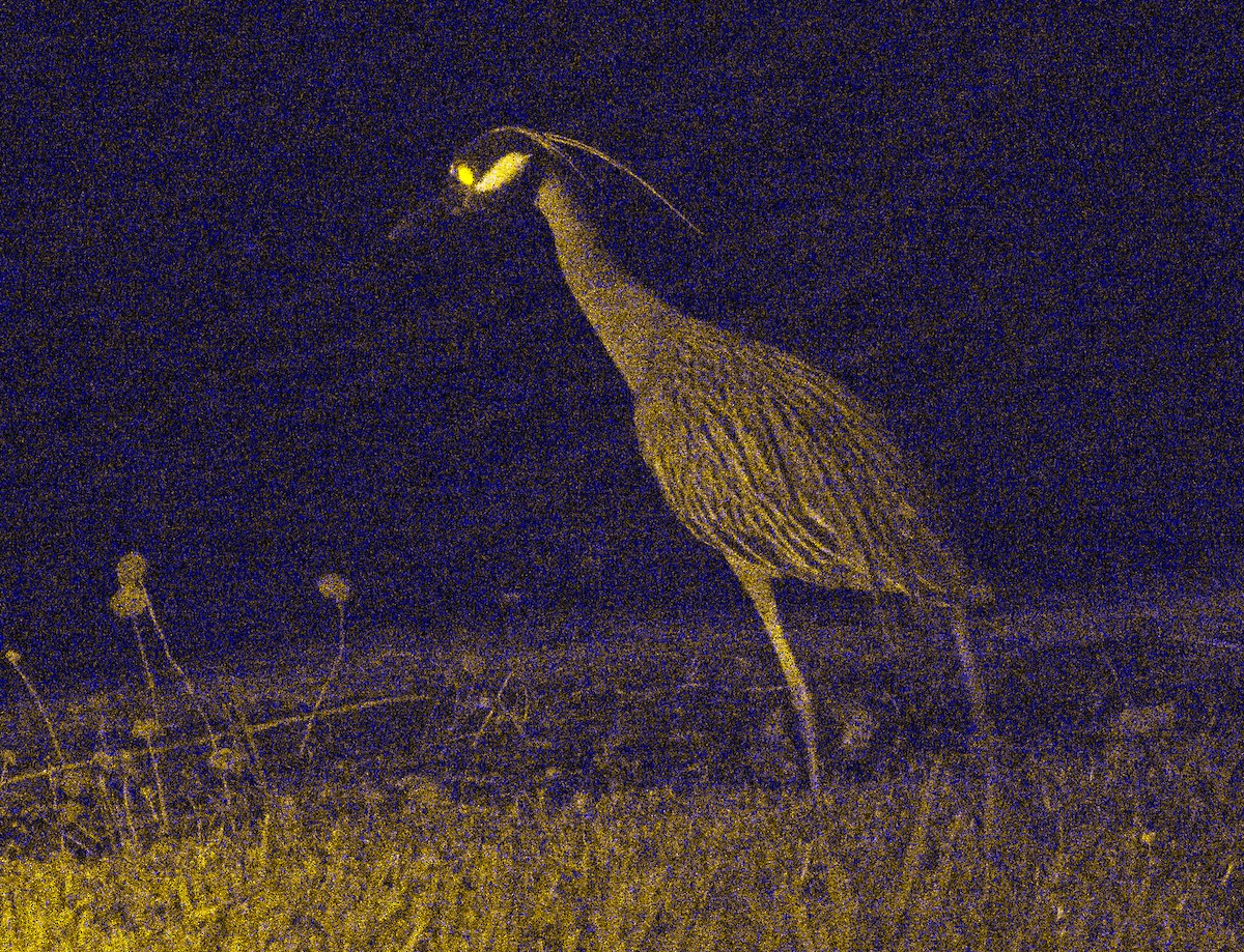 Yellow-crowned Night Heron - ML620152581