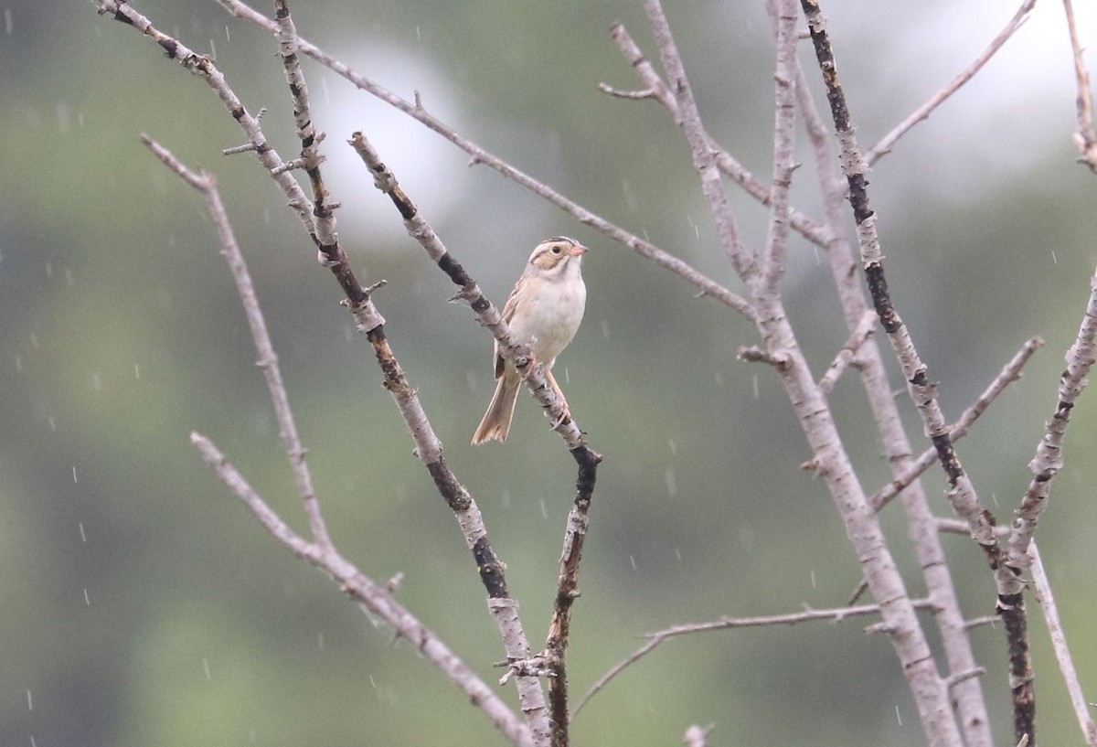 Clay-colored Sparrow - ML620152585