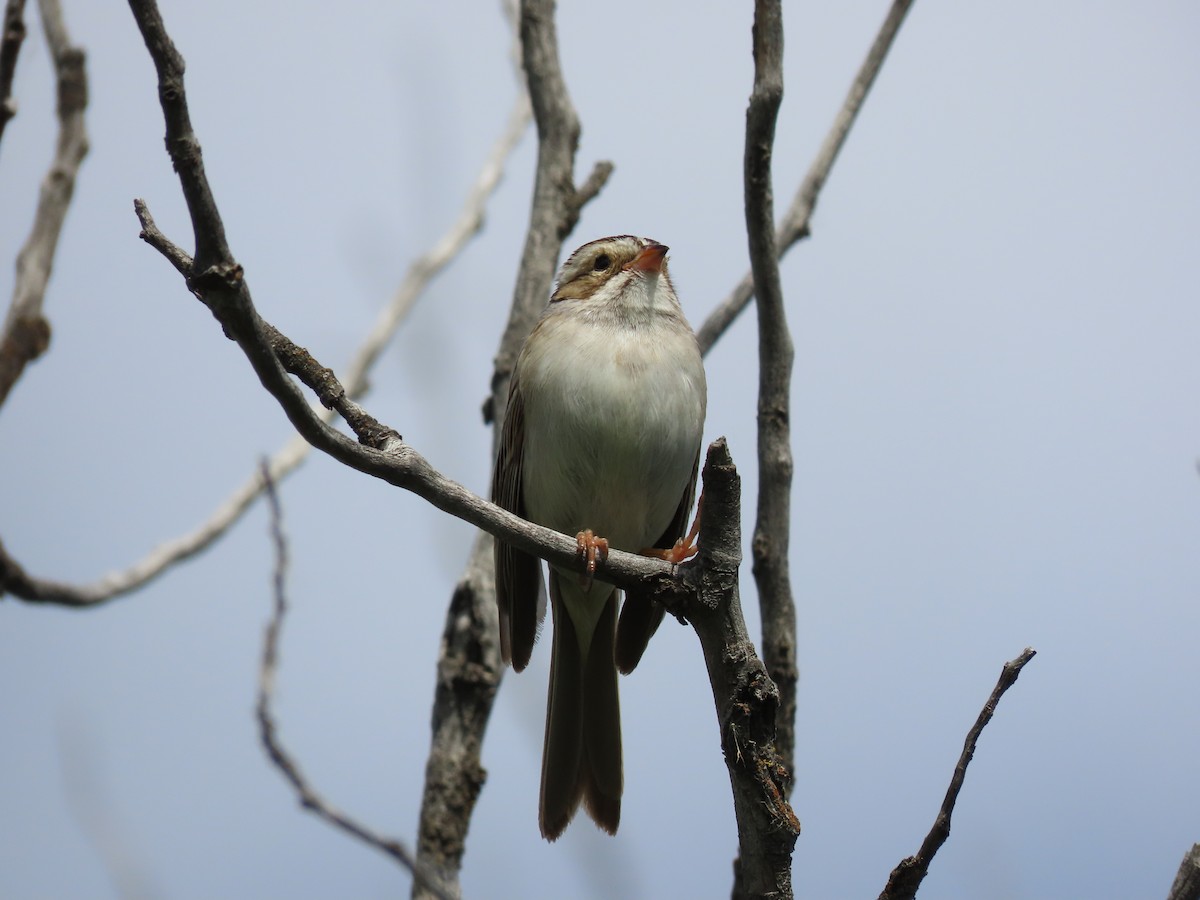 Clay-colored Sparrow - ML620152586