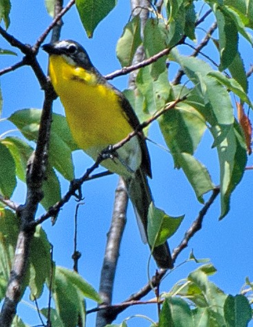 Yellow-breasted Chat - ML620152589