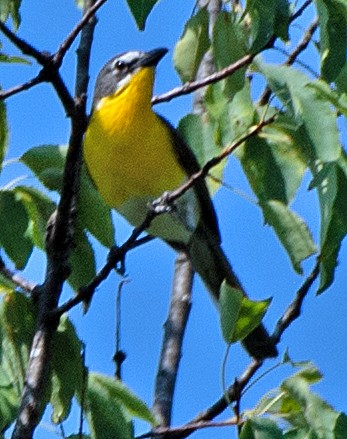 Yellow-breasted Chat - ML620152590