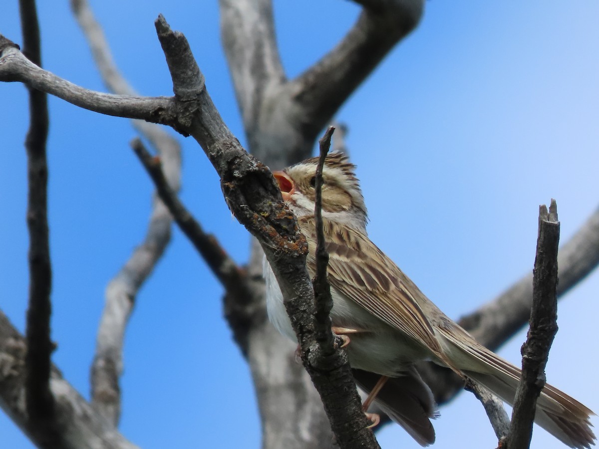 Clay-colored Sparrow - ML620152592