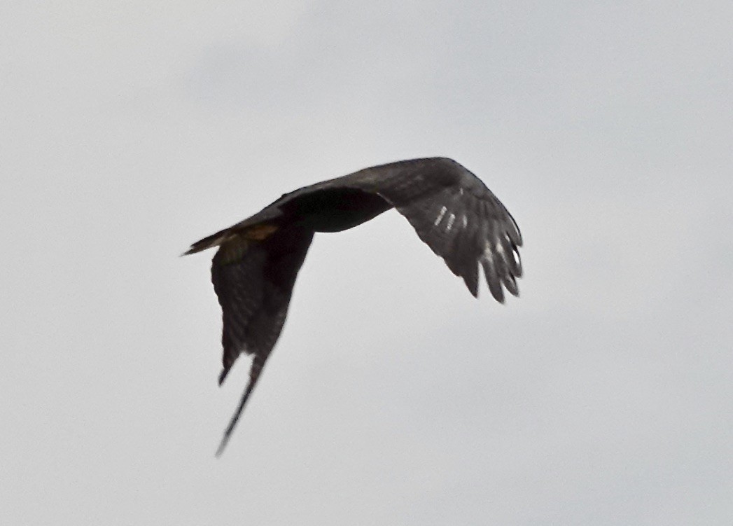 Zone-tailed Hawk - ML620152601