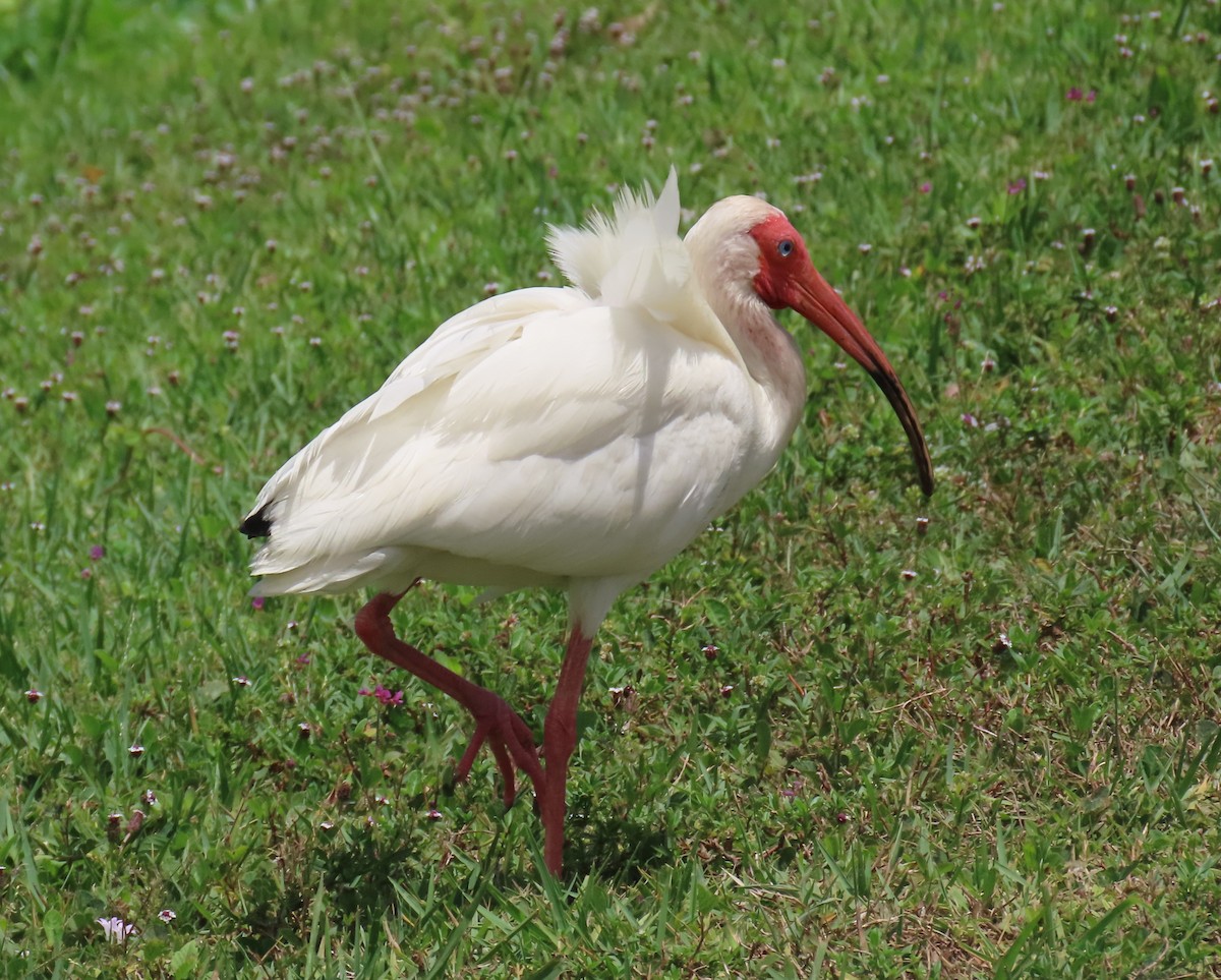 ibis bílý - ML620152607