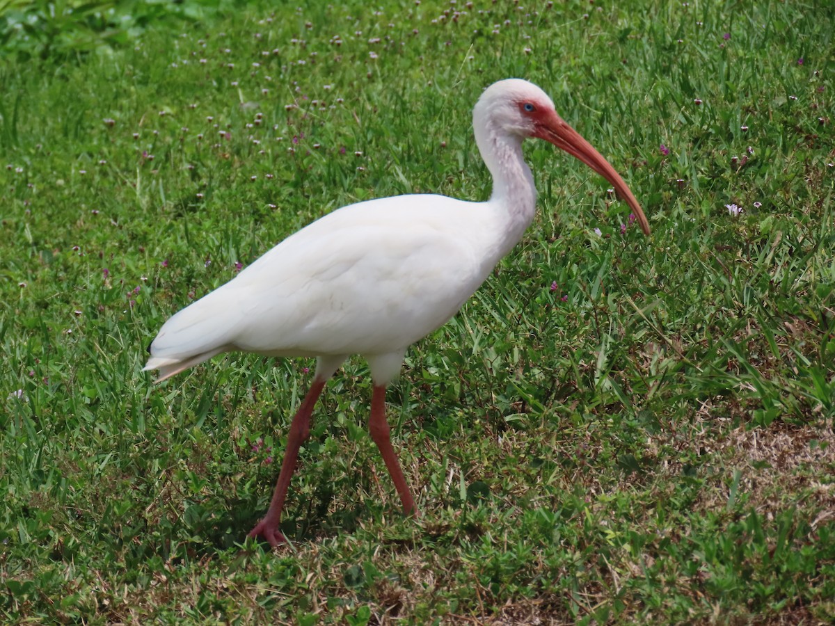 ibis bílý - ML620152608