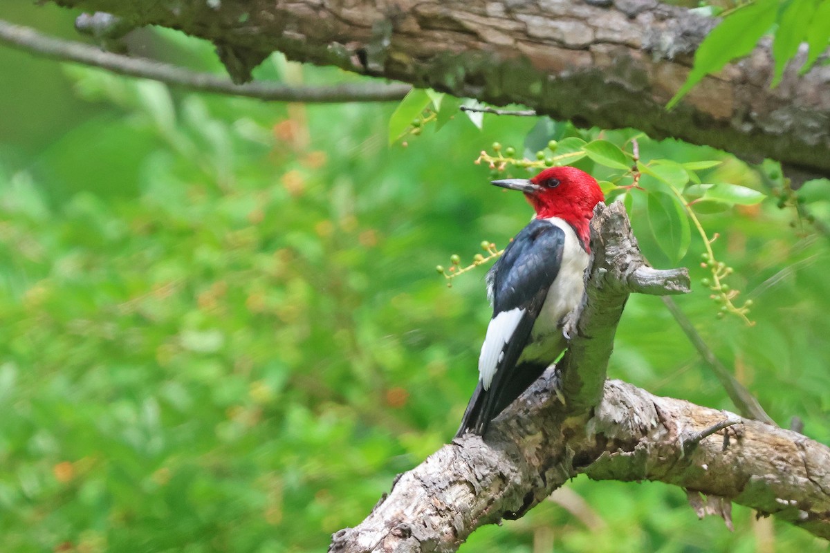 Red-headed Woodpecker - ML620152612