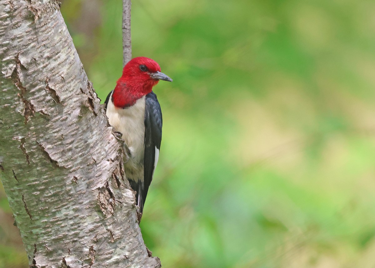 Red-headed Woodpecker - ML620152613