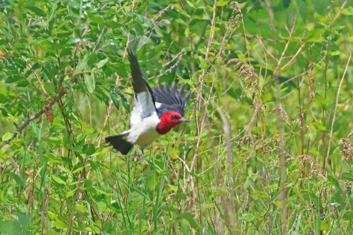Red-headed Woodpecker - ML620152614