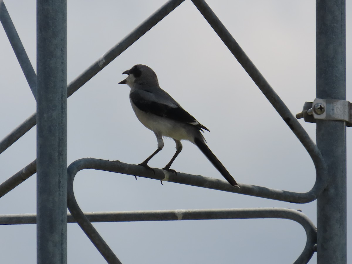 Loggerhead Shrike - ML620152615