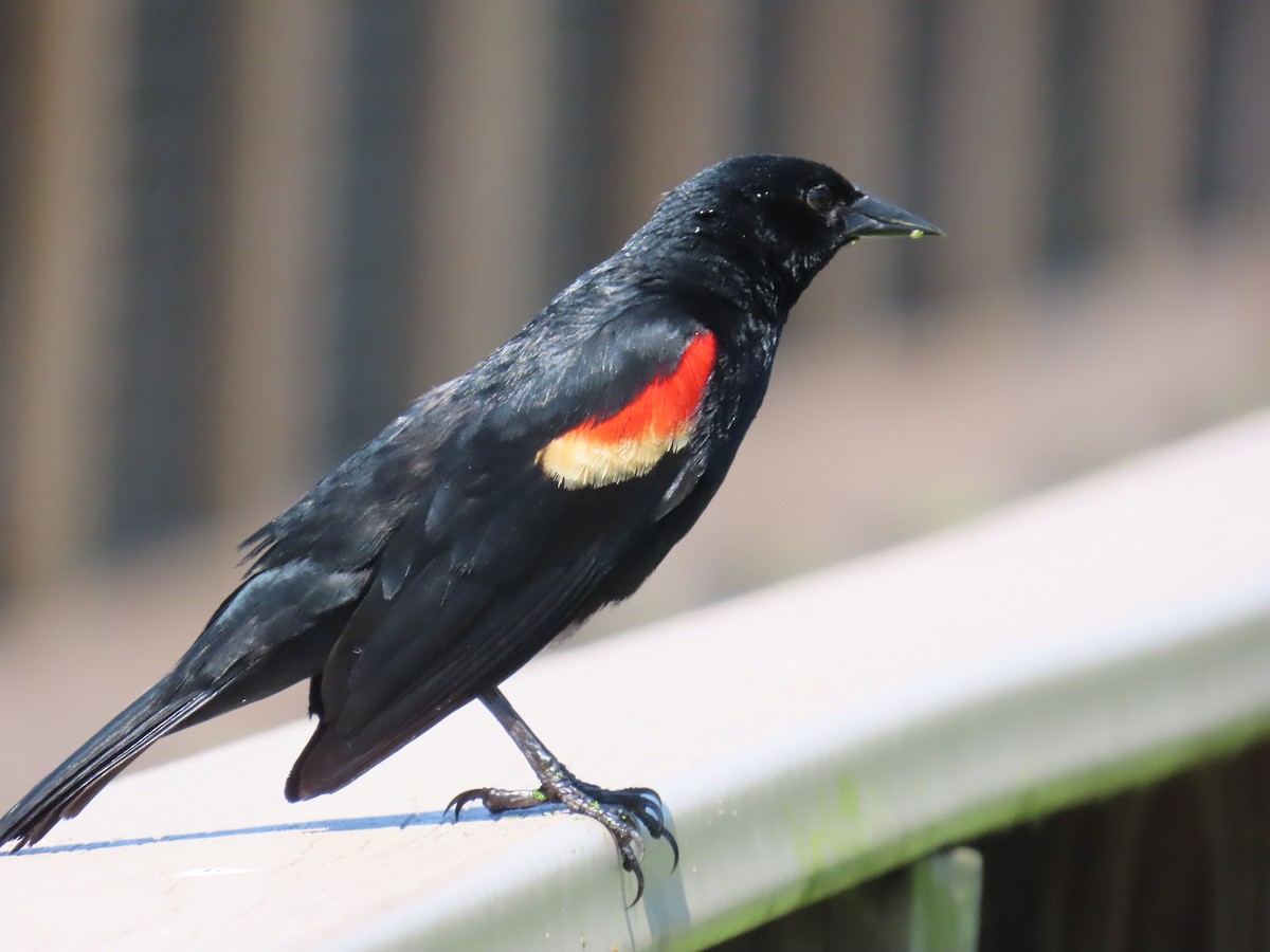Red-winged Blackbird - ML620152632