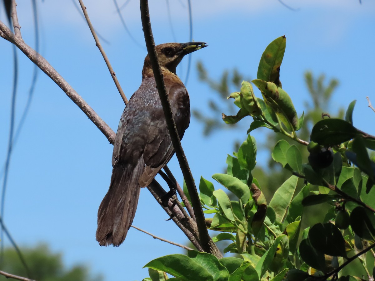 Boat-tailed Grackle - ML620152648