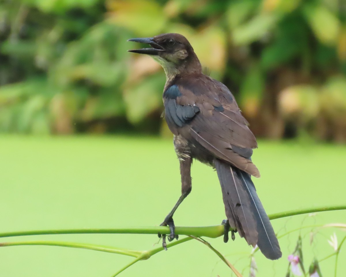 Boat-tailed Grackle - ML620152649