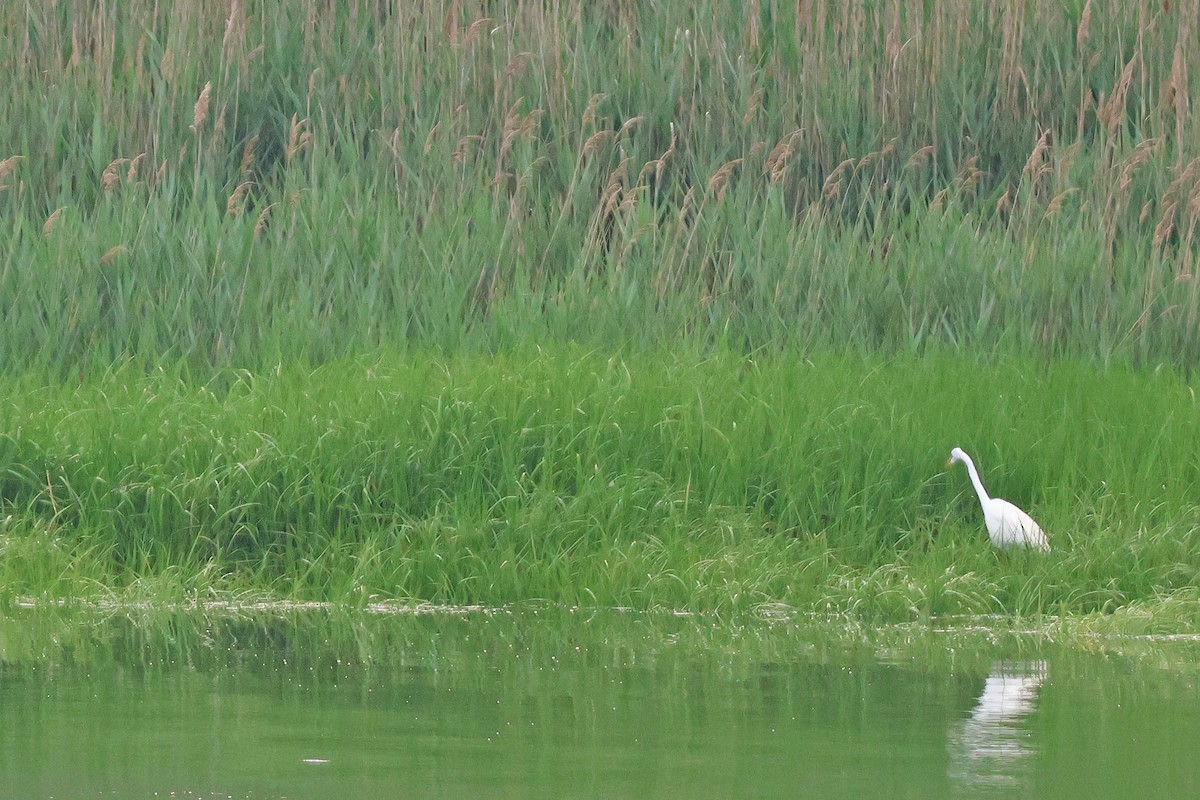 Great Egret - ML620152652