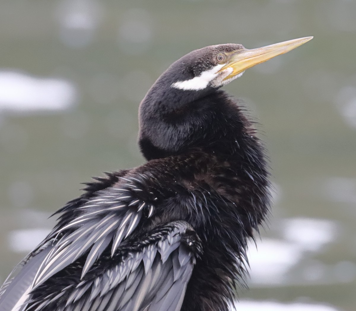 anhinga australská - ML620152656