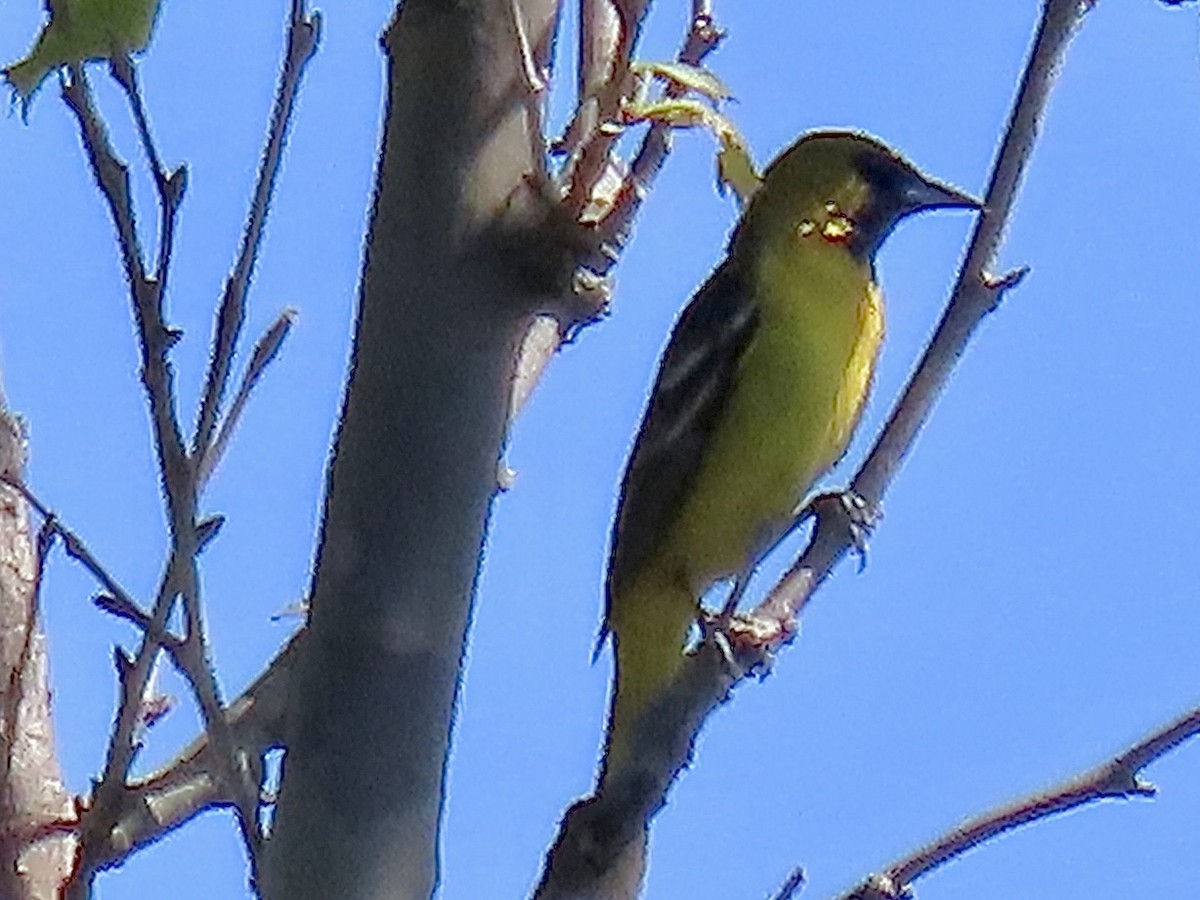 Orchard Oriole - ML620152665