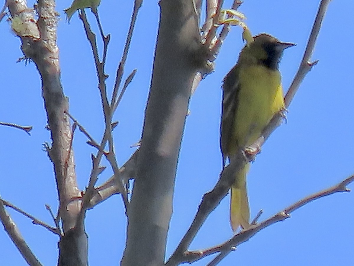 Orchard Oriole - ML620152666