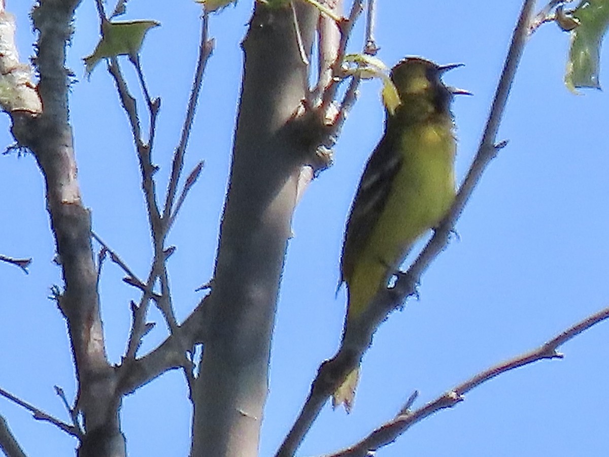 Orchard Oriole - ML620152667