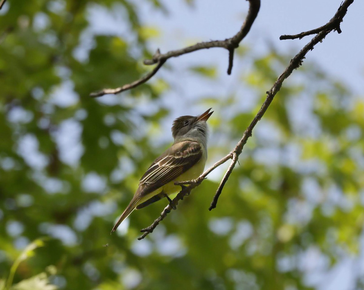 Great Crested Flycatcher - ML620152668