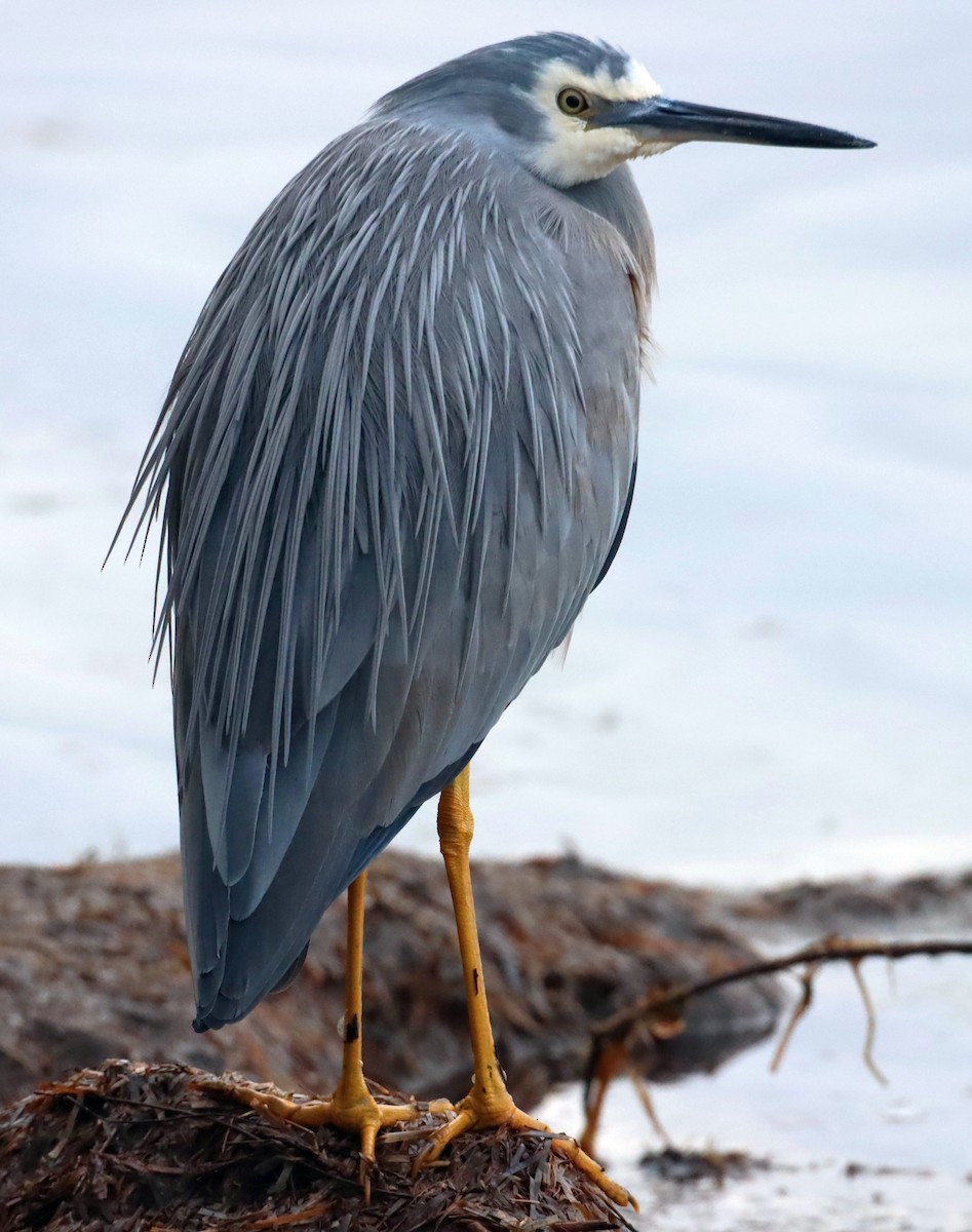 White-faced Heron - ML620152676